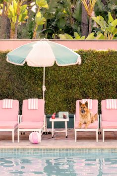 a dog sitting under an umbrella next to some lawn chairs and a pool with a pink ball