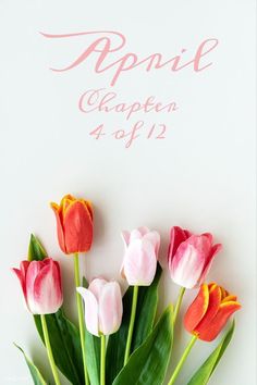 pink and orange tulips in a vase with the words spring written on it