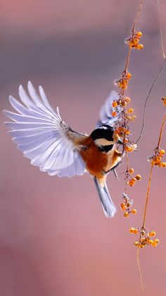 a small bird flying next to a branch with berries on it's tip and wings