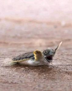 a baby turtle with it's mouth open on the ground