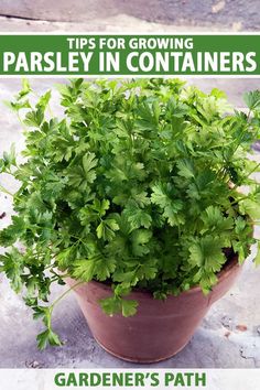 a potted plant with parsley in it and the title tips for growing parsley in containers