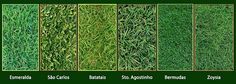 the different types of grass that you can grow in your yard or garden are shown here