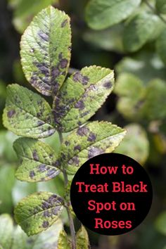 a plant with black spots on it and the words how to treat black spot on roses