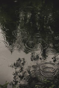 raindrops floating on the surface of a pond with trees reflected in it's water