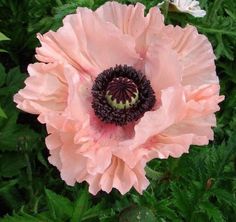 a pink flower with green leaves in the background