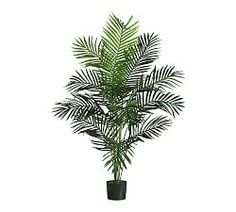 a palm tree in a black pot on a white background