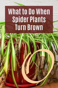 #SpiderPlantCare #GreenThumbs #PlantTips #BrownTipsFix #HouseplantCare #SpiderPlant #IndoorGardening #PlantCareTips Plant Leaves Turning Brown, Spider Plant Care, Spider Plant Babies, Ribbon Plant, Brown Tips, Tattoo Plant, Black Tips