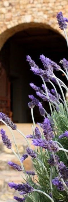 purple flowers in front of a stone wall and window with an arched doorway behind them