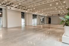 an empty room with lights on the ceiling and large plant in the middle of the floor