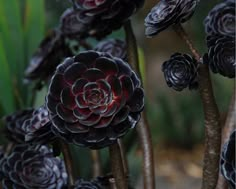 some very pretty black flowers in the grass