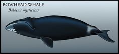 an image of a black whale with caption below it that says, bowhead whale baleana mysteriousus