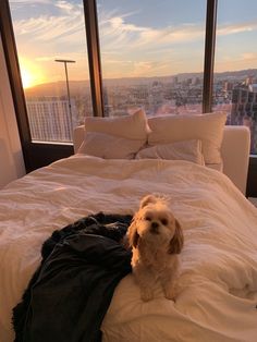 a small dog sitting on top of a bed in a room with large windows overlooking the city