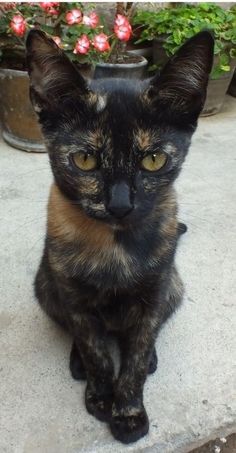 a black and brown cat sitting on top of a cement floor next to potted plants