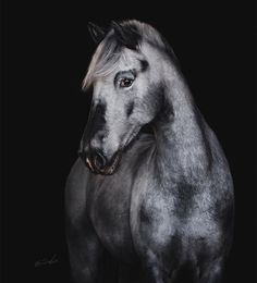 a gray horse standing in the dark with its head turned to the side and it's eyes open