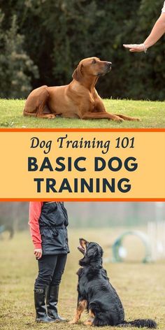 a woman and her dog sitting in the grass with text overlay that reads dog training 101 basic dog training