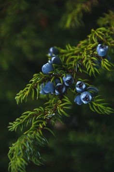 blue berries are growing on the branches of a tree