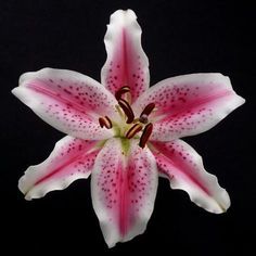 size: 16x16in Photographic Print: Pink Lily by Jim Christensen : Entertainment Lily Poster, Floral Reference, Background Flowers, Lily Painting, Stargazer Lily, Lily Flowers, Nothing But Flowers, Flower Therapy, Woodworking Jigs