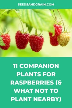 raspberries hanging from a tree with the words 11 companion plants for raspberries & what not to plant nearby