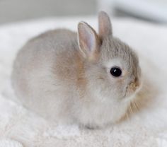 a small rabbit sitting on top of a white blanket