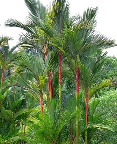 some very pretty trees with red flowers in the middle of it's foliages