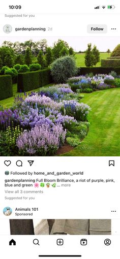 an instagram page with purple flowers in the middle and green grass on the other side