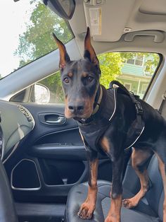 a black and brown dog sitting in the back seat of a car