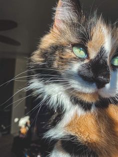 a multicolored cat with green eyes looking at the camera while sitting in front of a window