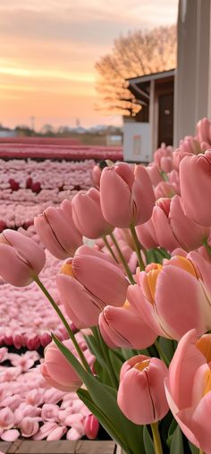 many pink tulips are in a field with the sun going down behind them