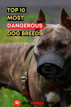 a dog wearing a muzzle and harness with the words top 10 most dangerous dog breeds