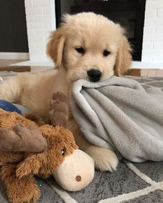 a puppy laying on the floor with a stuffed animal and blanket over it's head