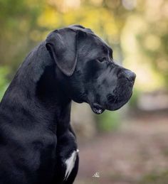 a large black dog sitting on top of a lush green forest filled with lots of trees