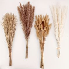 four dried flowers are lined up against a white background