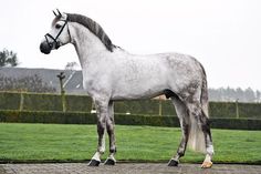 a white horse standing on top of a lush green field