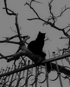 a black cat sitting on top of a metal fence next to a tree with no leaves