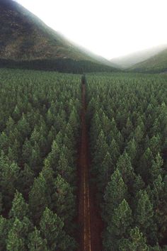 an aerial view of a road in the middle of a forest