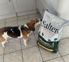 a beagle puppy sniffing a bag of salter's dog food on the kitchen floor