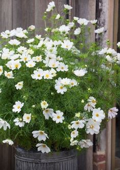 a bunch of white flowers sitting in a pot on the ground next to a wooden fence