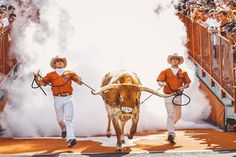 two boys in orange shirts are leading a cow