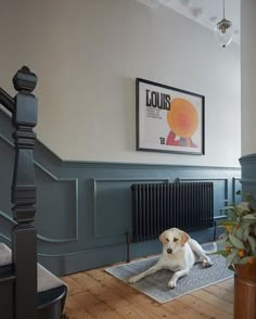 a dog laying on the floor in front of a radiator