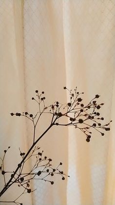 a branch with small flowers in front of a curtain