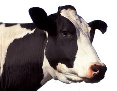 a black and white cow standing in front of a white background with the head turned to the side