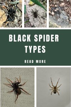 four different types of spider on the ground with text overlay that reads black spider types read more