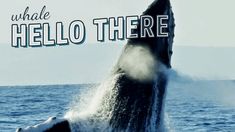 a whale jumping out of the water with words above it that read, what hello there