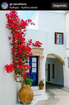 red flowers growing on the side of a white building with blue door and window frames