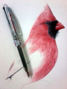 a drawing of a red and black bird next to a pen