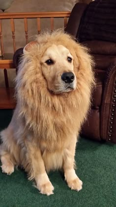 a dog with long hair sitting on the floor in front of a brown leather chair