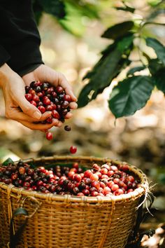 a person picking berries from a basket in the woods with their hands on top of them