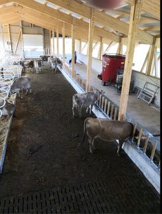 several cows are standing in the barn together