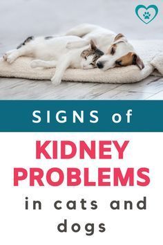 signs of kidney problems in cats and dogs, with an image of a dog sleeping on a blanket