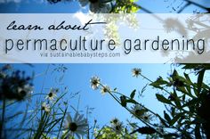 the words learn about permaculture gardening are overlaid by daisies